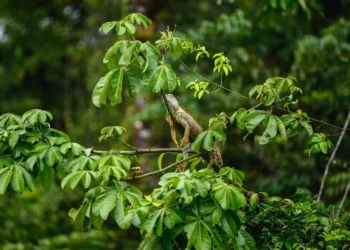 Estudo inédito revela o potencial da bioeconomia para a restauração na Amazônia