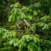 Estudo inédito revela o potencial da bioeconomia para a restauração na Amazônia