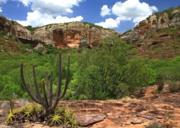 BNDES e BNB apoiam projetos de restauração de bioma brasileiro