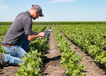 Nova lei do agronegócio beneficia pequenos e médios produtores rurais