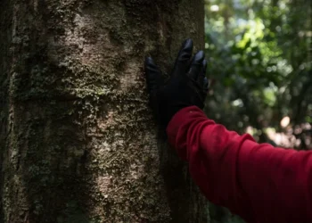 Projeto Amazônia 2030 destaca estratégias para transformar o setor madeireiro