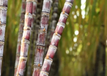 Safra de cana-de-açúcar 25/26 começa com desafios climáticos