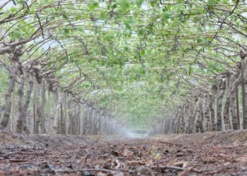 Irrigação por aspersão aumenta lucratividade e proteção de frutas contra geadas e calor excessivo