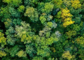 Vankka é pioneira no cálculo de estoque e remoção de carbono