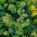 Vankka é pioneira no cálculo de estoque e remoção de carbono