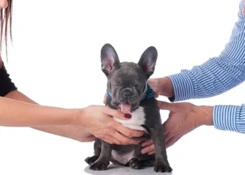 Guarda de Pets: Como funciona em casos de separação?