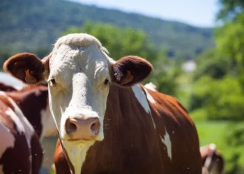 Como mitigar os impactos da brucelose bovina?