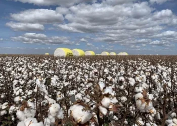 Agro Amazônia lança linha própria de sementes de algodão