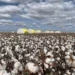 Agro Amazônia lança linha própria de sementes de algodão