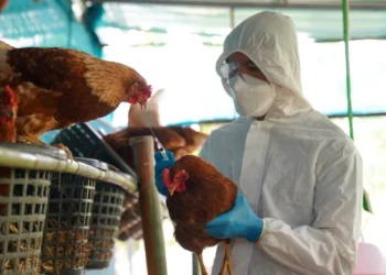 BRF e Marfrig caem até 6,6% na B3 