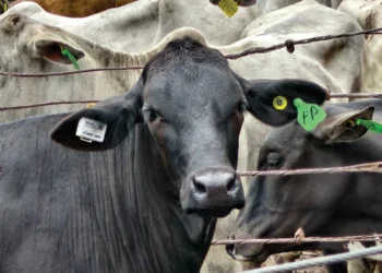 UP2Tech obtém certificação da Anatel para inovação no agronegócio