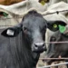 UP2Tech obtém certificação da Anatel para inovação no agronegócio