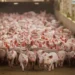 Novo relatório avalia produção nacional em avanços no bem-estar animal