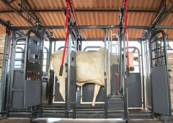 Novo ciclo pecuário brasileiro demanda adoção de inovações tecnológicas