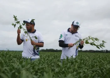 Impulsionada pelo clima favorável e aumento de área, safra de soja deve ser a maior da história