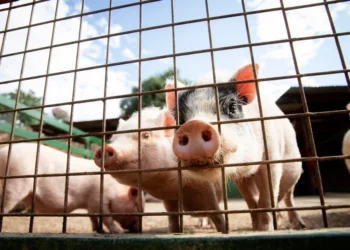 Por que reduzir o uso do Óxido de Zinco é importante?