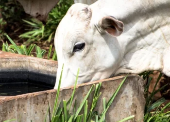 Efeitos do calor afetam diretamente a produtividade na pecuária
