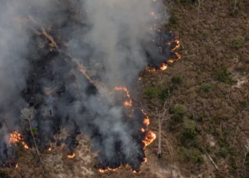 Dados de desmatamento e focos de calor mostram cenário complexo