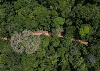 Conservação de Florestas Públicas pode evitar prejuízo de R$ 15 bilhões