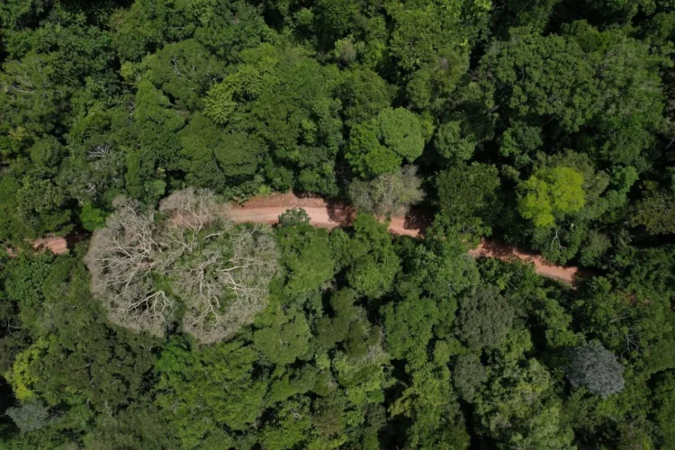 Imagem de floresta nativa na Amazônia
Arquivo/Imaflora