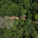Conservação de Florestas Públicas pode evitar prejuízo de R$ 15 bilhões