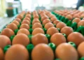 Preço do ovo salta 40% no atacado em 2025