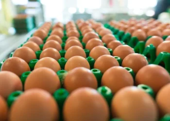 Preço do ovo salta 40% no atacado em 2025