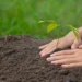 Agroforestree recebe investimento estratégico de R$ 340 mil