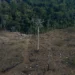 Desmatamento na Amazônia atinge menor nível para o mês desde 2016