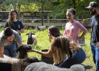 Pesquisa busca traçar perfil do consumidor de carne ovina no Brasil