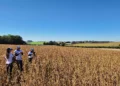 Agroconsult confirma projeção inicial de nova safra recorde de soja de 172,1 milhões de toneladas