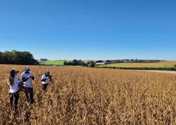 Agroconsult confirma projeção inicial de nova safra recorde de soja de 172,1 milhões de toneladas