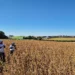 Agroconsult confirma projeção inicial de nova safra recorde de soja de 172,1 milhões de toneladas