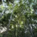 Ibá e Arapyaú firmam parceria em prol da restauração florestal no Brasil