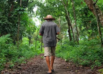 Contra mudanças climáticas, Fundação BB deve investir R$ 1 bilhão em projetos ambientais até 2030