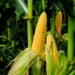 Produção de etanol de milho no Brasil deve quase dobrar até 2032