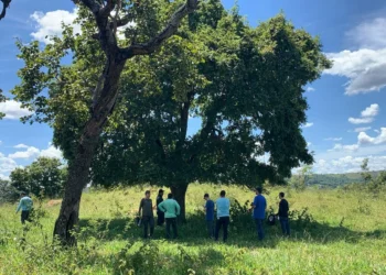Bio2Me e CPQD instalam sensores em áreas nativas do Cerrado para monitoramento