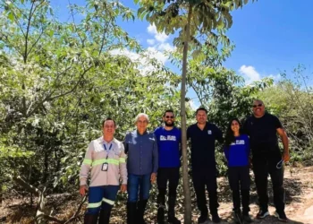 Parceria entre Bracell e SOS Mata Atlântica resulta no plantio de 61 mil árvores