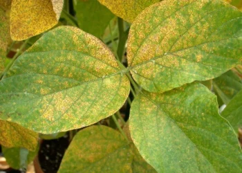 Doenças agrícolas podem crescer até 46% nas próximas décadas