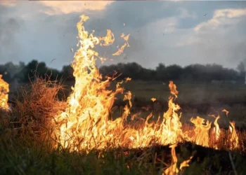 Pesquisadores da Unesp lideram projeto de restauração em Botucatu