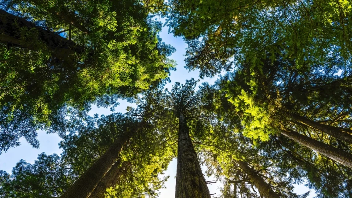 Instituto Life expande conservação da biodiversidade
