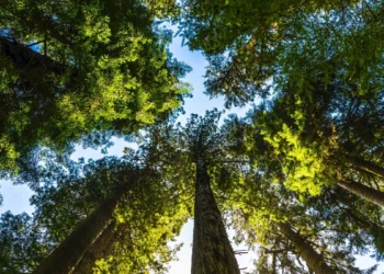 Instituto Life expande conservação da biodiversidade
