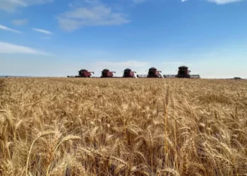 Moagem de trigo no Brasil cresceu 3% em 2024, aponta Abitrigo