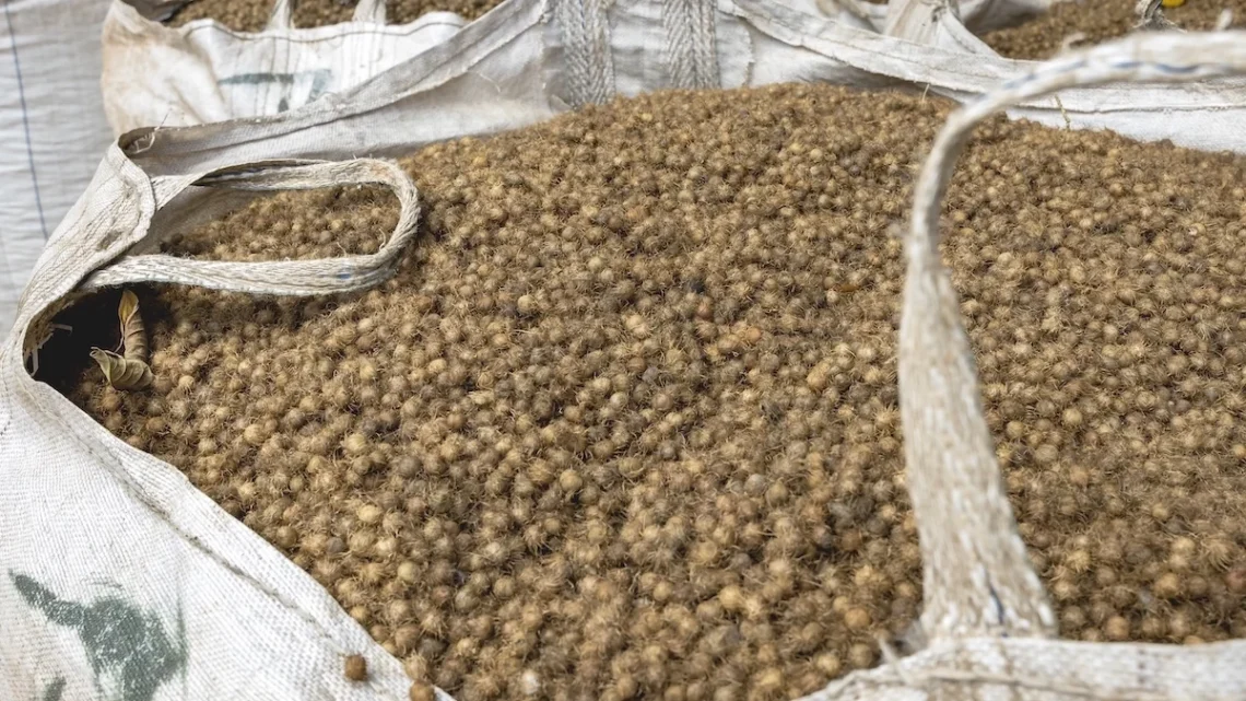 Solar Coca-Cola transforma caroço de açaí em fonte de energia renovável no Pará