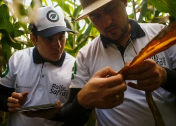 Em cenário de incertezas com gripe aviária, Brasil pode colher recorde de 112,9 milhões de toneladas de milho segunda safra, avalia Agroconsult