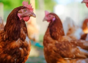 China, UE e Argentina suspendem importações de carne de frango do Brasil após surto de gripe aviária