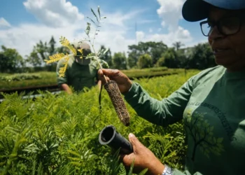 Vick e Pague Menos se unem à SOS Mata Atlântica para plantio de 10 mil árvores