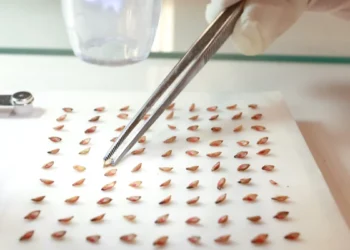 Focada na agricultura regenerativa, SBS Green Seeds quer liderar mercado potencial de R$ 2,58 bi