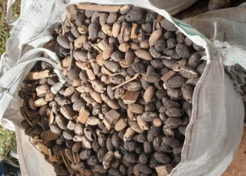 Projeto Biomassa Brasil transforma resíduos em fontes alternativas de energia 