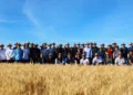 Indústria moageira aposta no Cerrado para ampliar a produção de trigo nacional